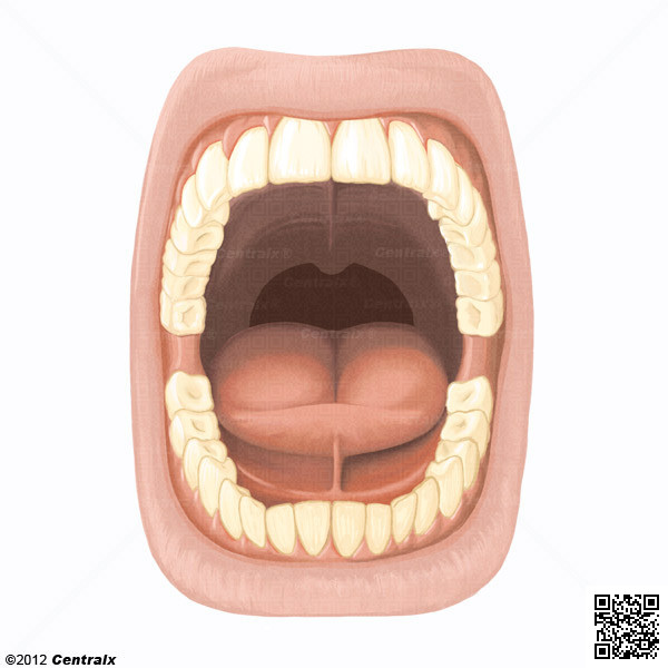lengua en ingles anatomia